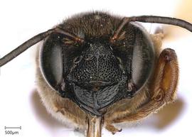   Carinulanbsp;torrida nbsp;female face, photo: Joshua Hengel 
